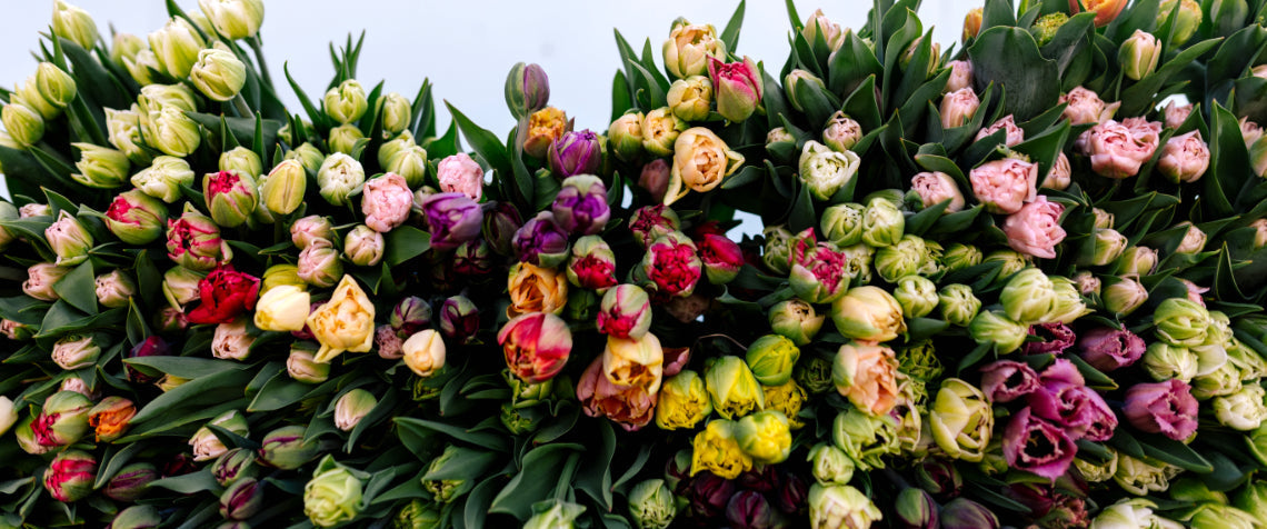 Tulips! Specialty YPSI Grown