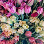 Tulip Club - Starts this Winter image 1