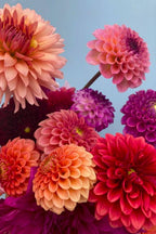 Dahlias and Bits Club - Starts at the End of Summer image 4