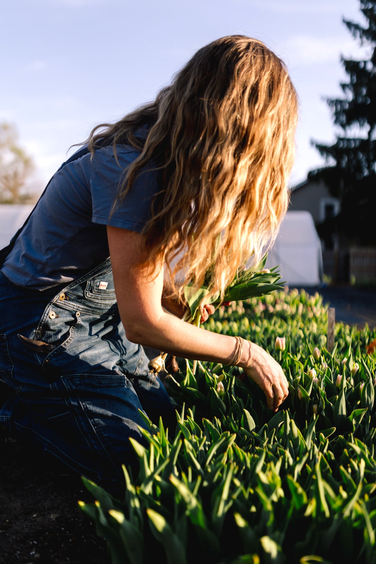 Tulip Club - Starts this Winter image 6