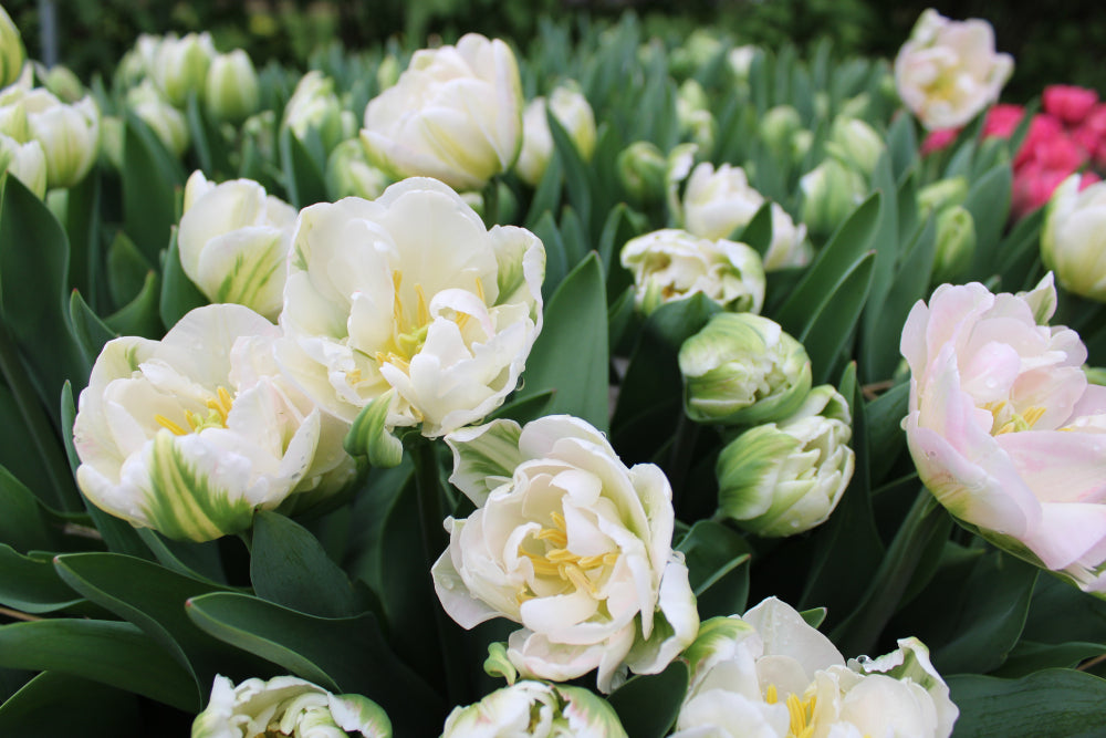 Tulip Club - Starts this Winter image 5