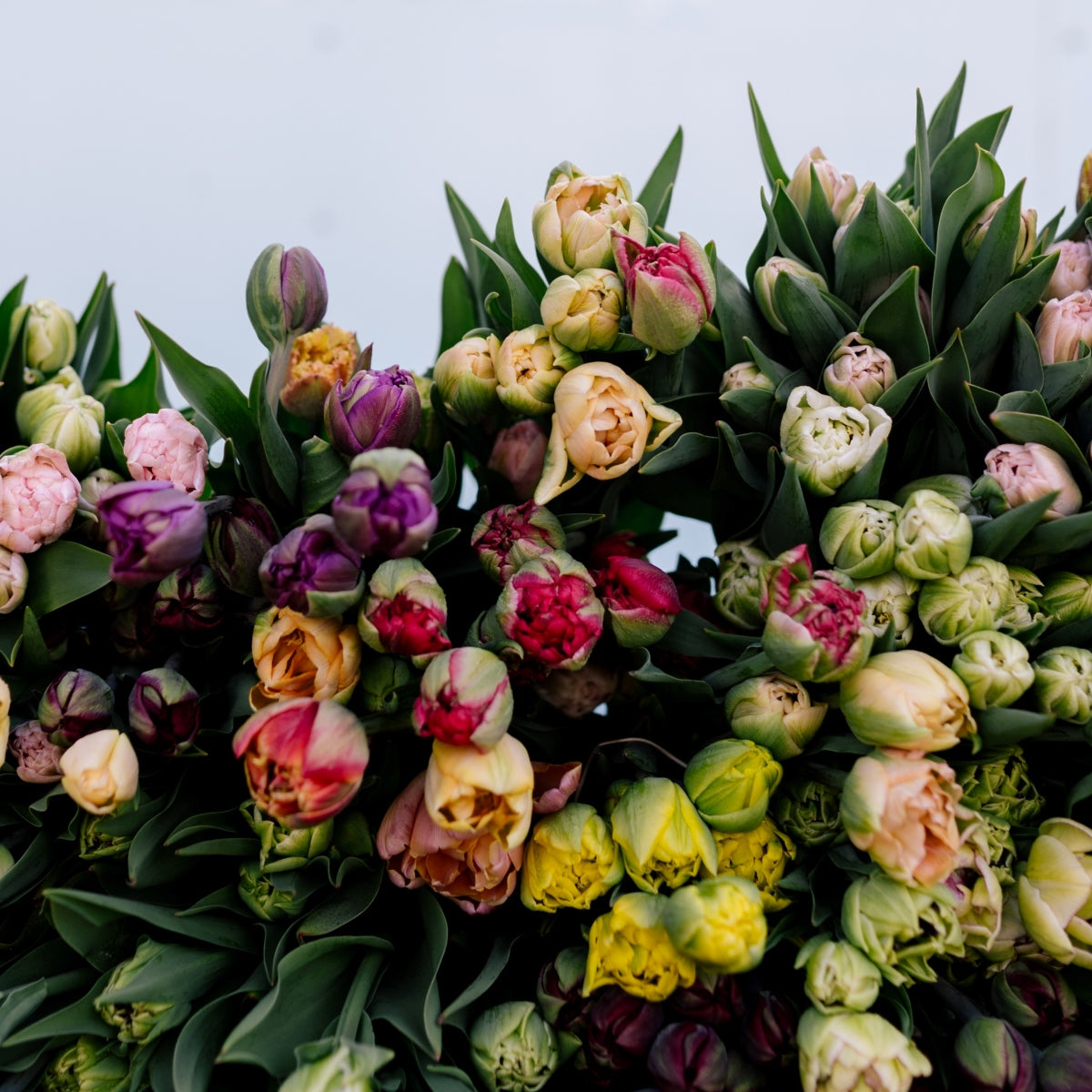 Tulip Club - Starts this Winter image 0