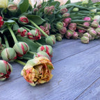 Tulip Club - Starts this Winter image 2