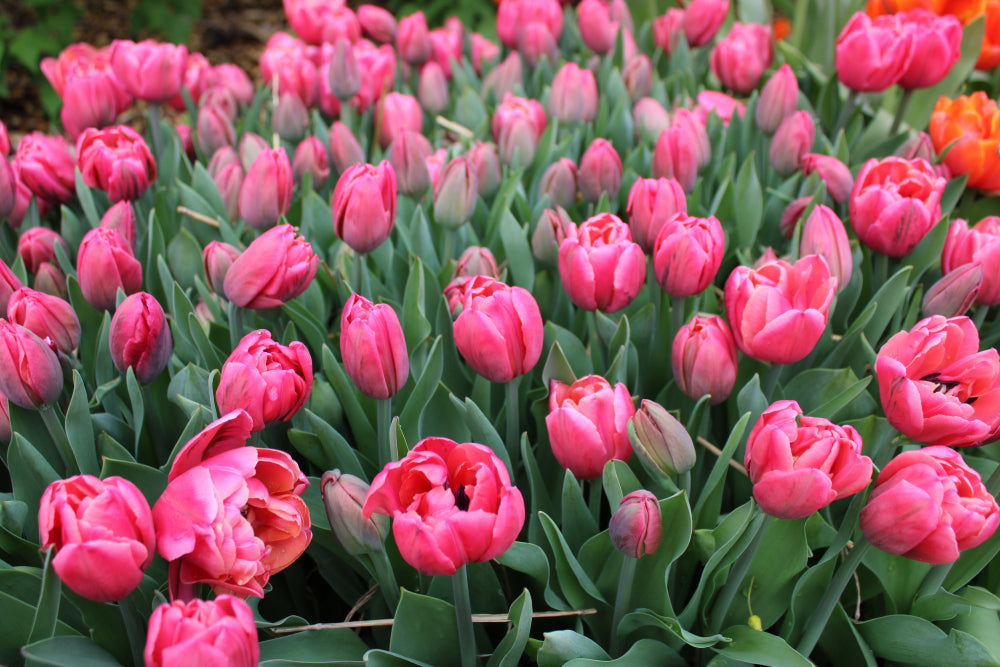 Tulip Club - Starts this Winter image 4