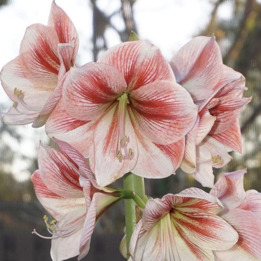 Amaryllis